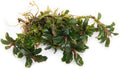 SubstrateSource Bucephalandra Catherinae Mini Live Aquarium Plant - Natural Freshwater Fish Tank Decorations, Aquatic Decor (Plant (10-15 Leaves))