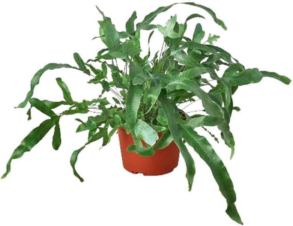 Fern Blue Star Live Plant for Indoor | Different Houseplants in 4'' & 6'' Pot | Real House Plant for Living Room, Office, Desk & Bathroom | Blue Star | Phlebodium aureum