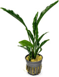 SubstrateSource Live Jungle Plants - Anubias Heterophylla ‘Supernova’ - Large Leaf Rhizome Plant for Midground to Background Freshwater Aquascapes, Low Light Accent - Pot
