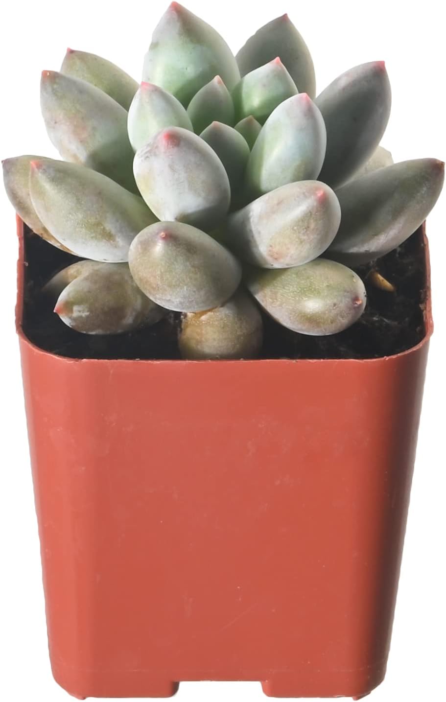 Sprout N Green xPachyveria 'Angel's Finger' in 2 inch Starter Pot, Rare Live Succulent Plant Fully Rooted in Planter, Home Office Indoor Outdoor Wedding Decoration DIY Projects Party Favor
