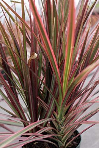 Dragon Tree - 5 Live Plants in 6 Inch Pots - Dracaena Marginata Colorama - Easy Care Indoor Air Cleaning Plant