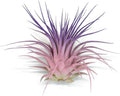 Rainbow Tillandsia Air Plant, Tillandsia Air Plant, Airplant, Air Purification, House Plant, Home Decor & Gift, Live Plant, Healthy Arrival Guarantee (Light Pink/Purple)