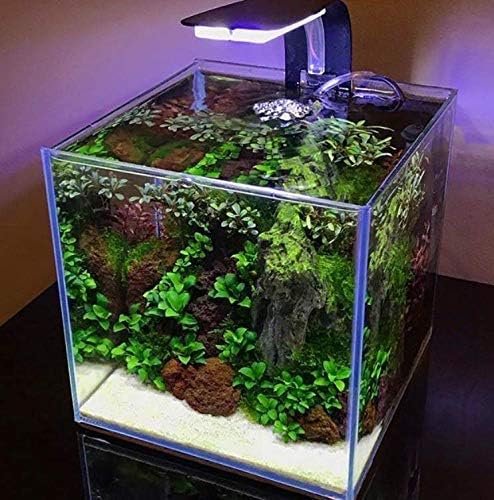 Anubias Nana Petite On Lava Rock 1" Live Aquarium Plant Perfect for Nano Betta Fish Tank