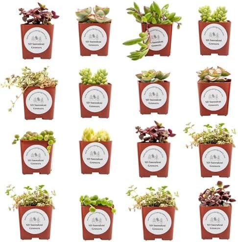 Live Trailing Mystery Succulent | Well Rooted Real Hanging Succulents Planted in 2 inch Pots | Assorted Small Starter Plants for DIY, Home Outdoor/Indoor Wedding or Birthday Gift (16 Pack)