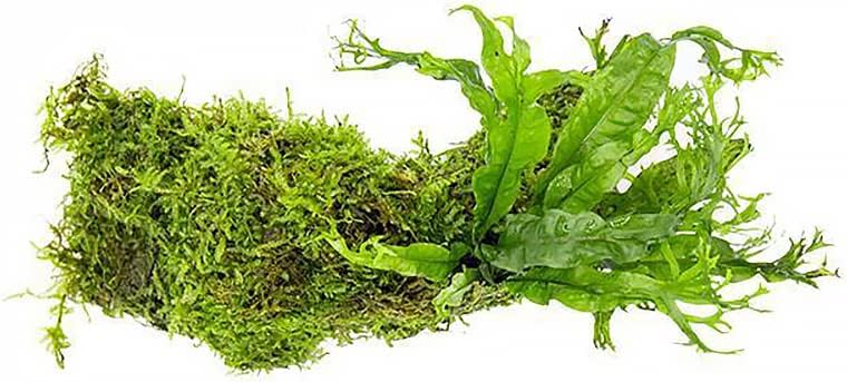 SubstrateSource Live Aquarium Plants on Driftwood, Lava Rock, Moss, Fiber Mat - Freshwater Fish Tanks - Easy, Beginner Friendly (Java Fern Windelov with Moss, Driftwood (Medium))