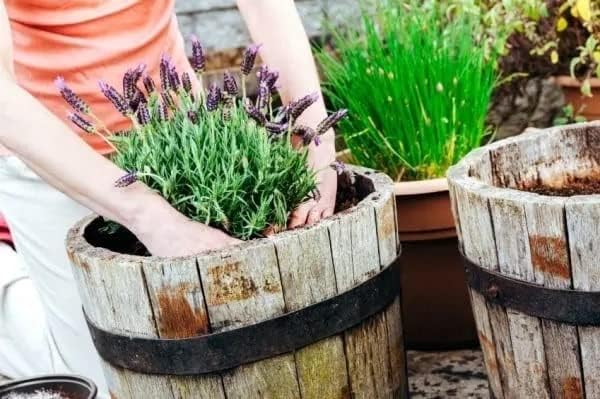 Gardenera Premium Moisture Control Potting Mix - Get The Perfect Balance of Moisture and Nutrients for Your Plants! - 3 Quart