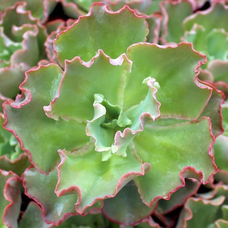 Echeveria Succulents Live Plants for Planting, Live Echeveria Succulents, Live Echeveria Plant, Live Echeveria Succulents, Echeveria Blue Curl 4 Inch