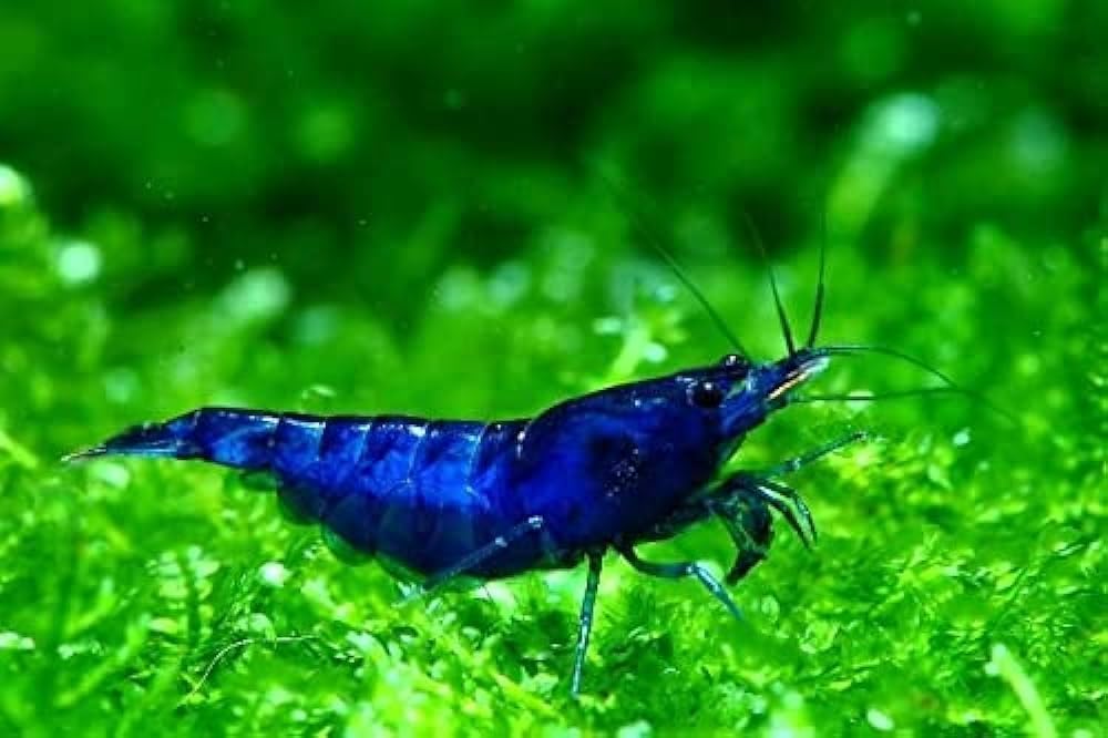 High Grade Blue Dream Shrimps Neocaridina Live Freshwater Shrimp Aquarium Inverts Live Arrival or Replacemnt is Free_10