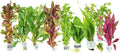 Live Aquarium Plants Variety Pack – Nursery’s Choice Easy Beginner 6-Bundle Package | Freshwater Tank Starter Kit, Hardy Low-Light Aquatic Plants