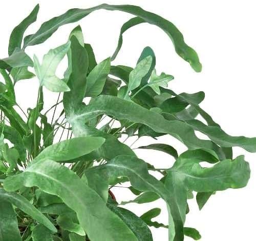 Fern Blue Star Live Plant for Indoor | Different Houseplants in 4'' & 6'' Pot | Real House Plant for Living Room, Office, Desk & Bathroom | Blue Star | Phlebodium aureum