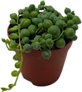 BubbleBlooms String of Pearls, Senecio rowleyanus, in 2 inch Pot