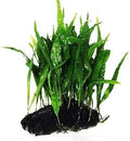 Greenpro Java Fern on Driftwood Live Aquarium Plants for Freshwater Fish Tank Water Plants Decorations