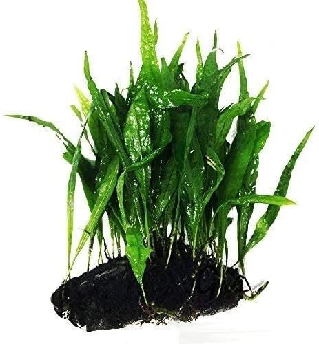 Greenpro Java Fern on Driftwood Live Aquarium Plants for Freshwater Fish Tank Water Plants Decorations
