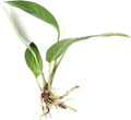 Anubias Afzelii Live Aquatic Plant in – Hardy Freshwater Plant for Aquariums, Low Light, Easy Maintenance, Perfect for Beginners & Experts, Ideal for Aquascaping - Medium