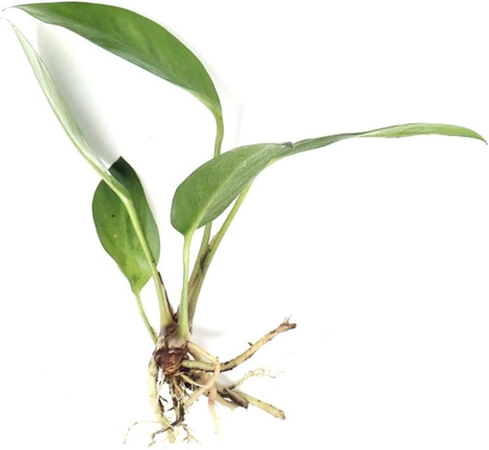 Anubias Afzelii Live Aquatic Plant in – Hardy Freshwater Plant for Aquariums, Low Light, Easy Maintenance, Perfect for Beginners & Experts, Ideal for Aquascaping - Medium