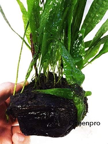 Greenpro Java Fern on Driftwood Live Aquarium Plants for Freshwater Fish Tank Water Plants Decorations