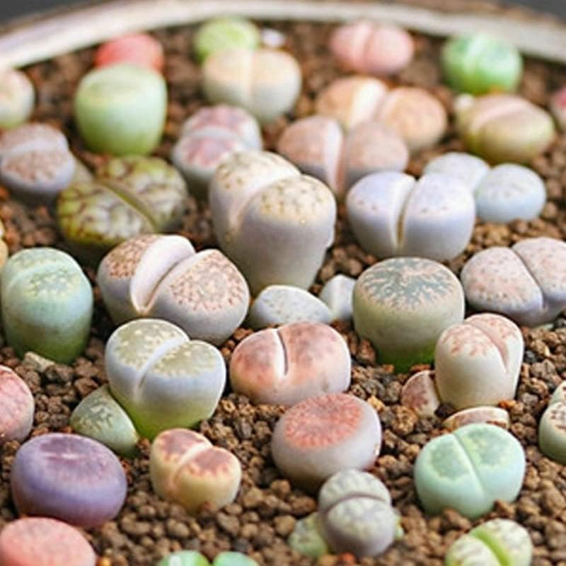 50 Mix Lithops Live Plants Succulent Living Stones 0.3 to 0.5 Inc Home Garden