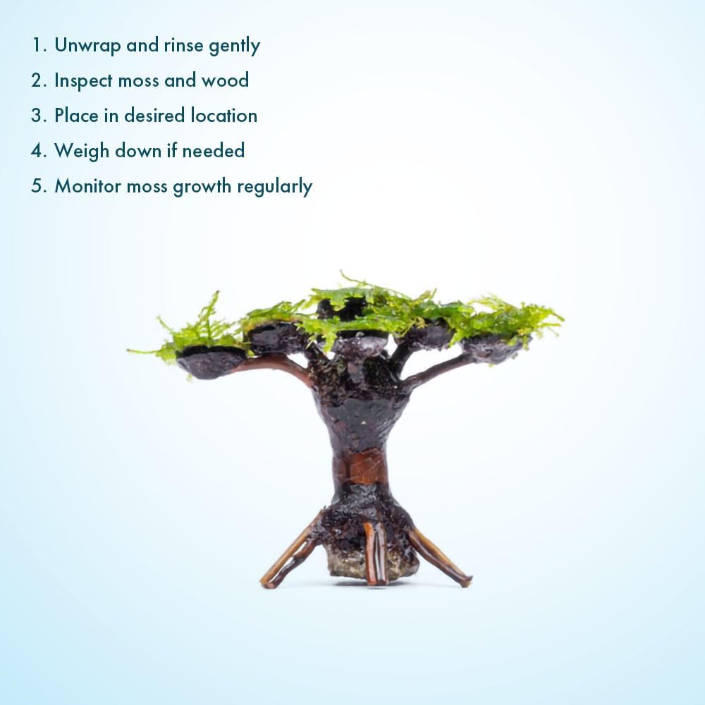 SubstrateSource Live Planted Decor - Moss on Bonsai (Aquascaping Tree) - Low to Moderate Light, Bright Green Freshwater Accent for Aquatic Layout, Midground Placement Centerpiece - Large, 1 Pack