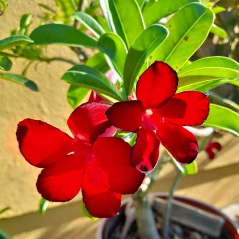 Red Desert Rose Plant Live, 4-7" Tall, Adenium Obesum Well-Rooted Succulent for Indoor Outdoor Displays