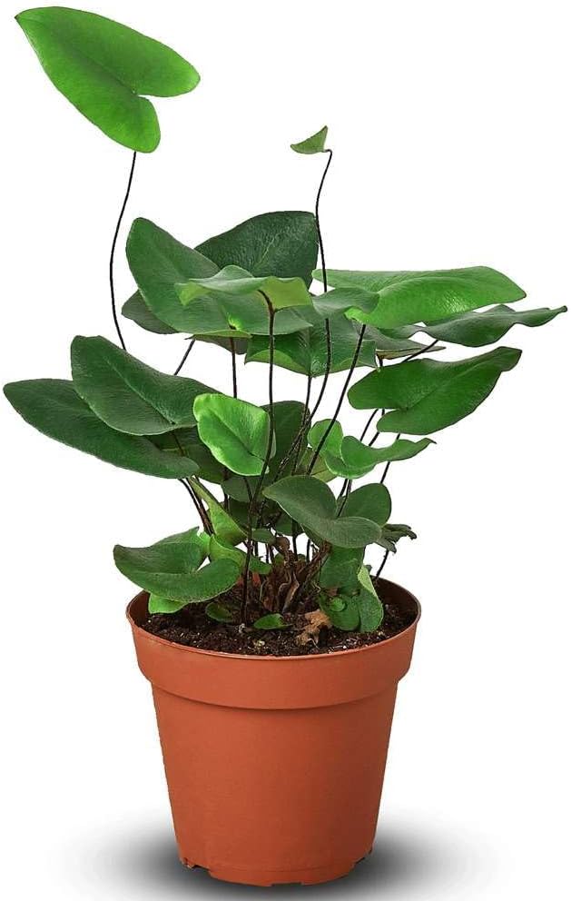Heart Fern Live Plant for Indoor | Different Houseplants in 4'' & 6'' Pot | Real House Plant for Living Room, Office, Desk & Bathroom | Hemionitis Arifolia