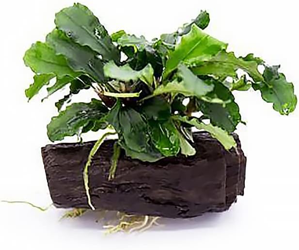 SubstrateSource Live Planted Decor - Bucephalandra Green Wavy on Driftwood - Bright Freshwater Aquatic Plant, Low to Medium Light, Foreground to Midground Tank Placement for Aquascaping - 1 Pack