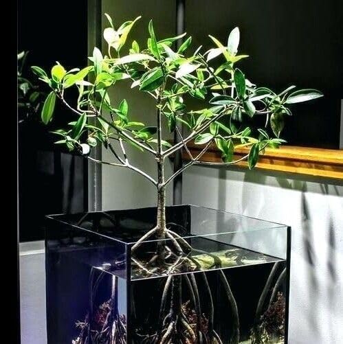 Generic AquaGardens | Red Mangrove - Live Plant (Medium + Heat Pack for Cold Weather Shipping), Green