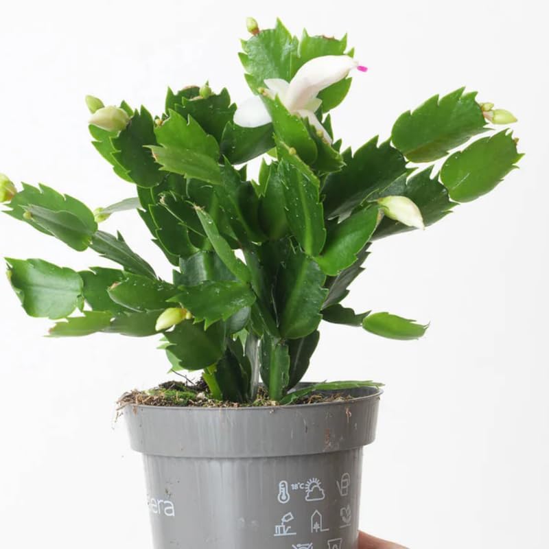 True Thanksgiving Cactus Plant Live in 4" Pot, Ready to Bloom, Holiday Christmas Cactus Plants Live, White Blooms