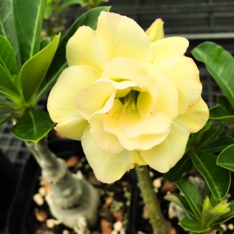 Double Yellow Desert Rose Plant Live, 4-7" Tall, Adenium Obesum Well-Rooted Succulent for Indoor Outdoor Displays