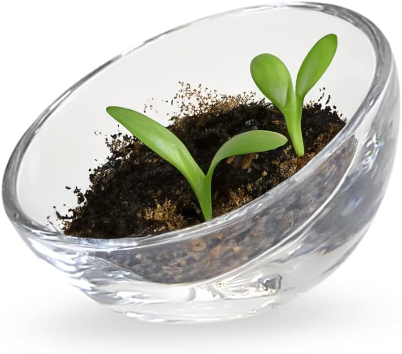 WGVI 6 Pieces Clear Glass Tea Light Votive Candle Holders, Width 3.25", Height 2.5", Small Slant Cut Dish Bowl Design, Container, Tiny Planter Terrarium, Tabletop Décor