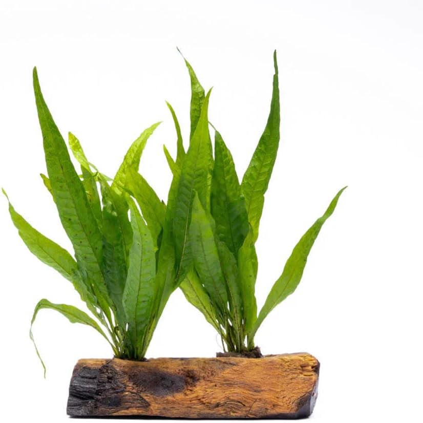 SubstrateSource Live Aquarium Plants on Driftwood, Lava Rock, Moss Mat - Freshwater Fish Tank Plants (Java Fern, Driftwood (Medium))