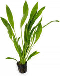 SubstrateSource Echinodorus Peruensis Sword Live Plant for Freshwater Aquariums, Natural Fish Tank Decorations, and Aquatic Decor (1 Pot (2-3 Plants))