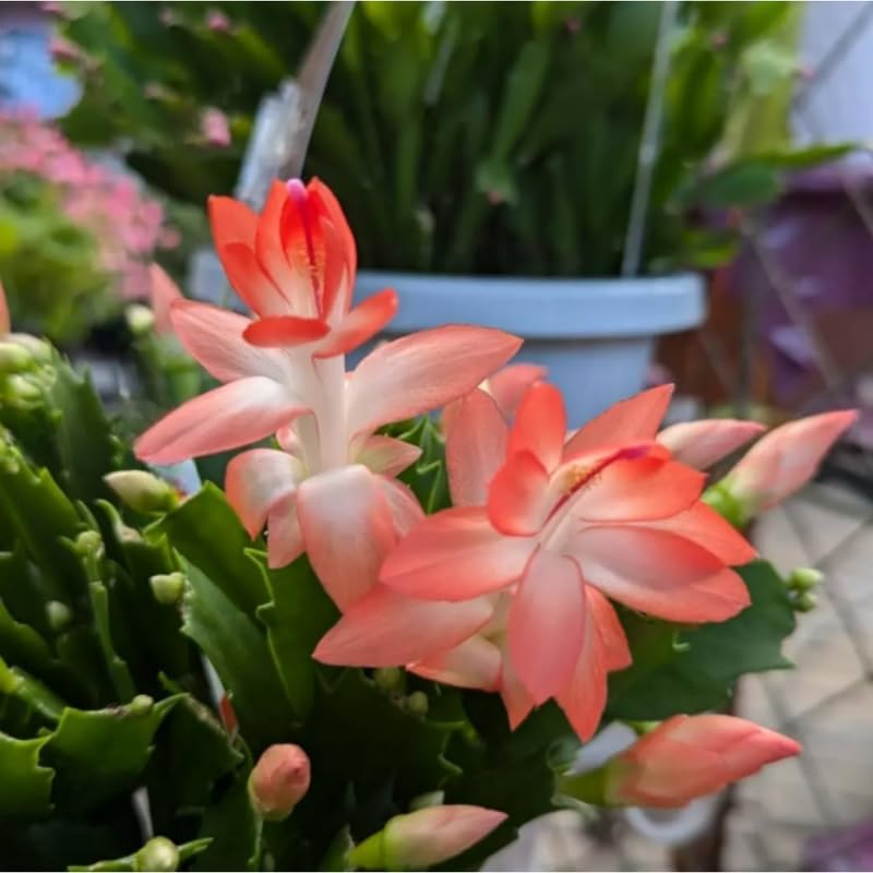 Thanksgiving Cactus Plants Live in 4" Pot, Holiday Christmas Cactus, Colorful Indoor Houseplant, Zygocactus Like, Ready to Bloom (Orange)