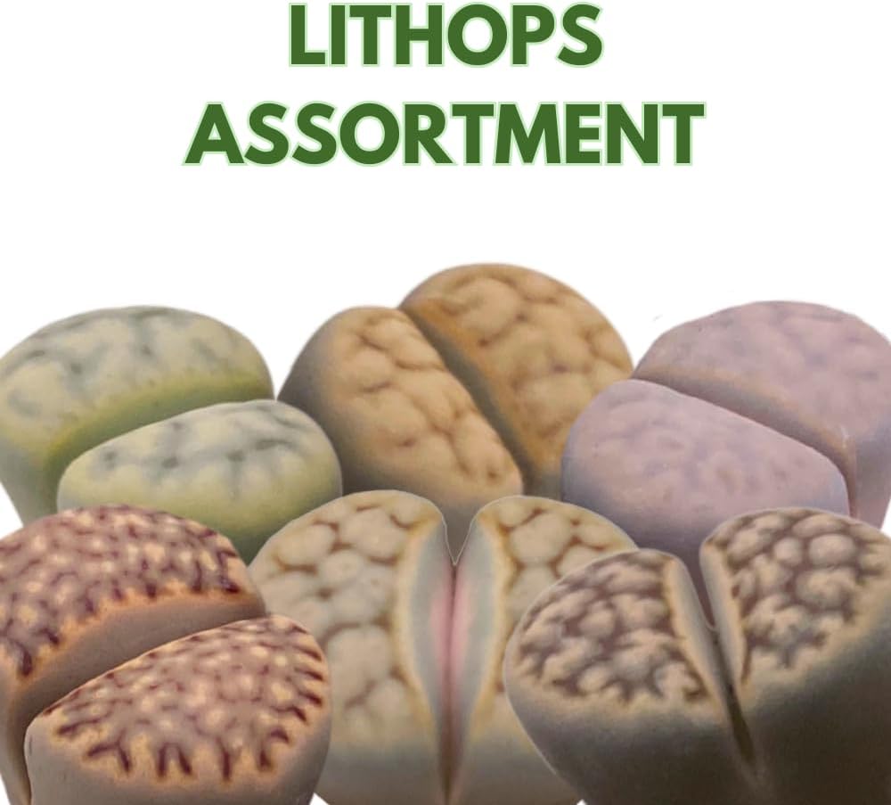 BubbleBlooms Lithops Assortment Living Stones Succulent 2 inch Set of 6
