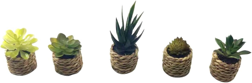 Faux Succulent Plants in Pot, Realistic Resin Clay Mini Succulent Arrangement, Office Desk Decor Stress Relief Prop, Photography Background for Home Cafe (Set of 5)