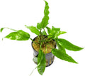 SubstrateSource Cryptocoryne Live Aquarium Plants - Freshwater Plant for Aquariums, Planted Fish Tanks - Beginner Friendly (Usteriana Green, 1 Pot (3-5 Plants))