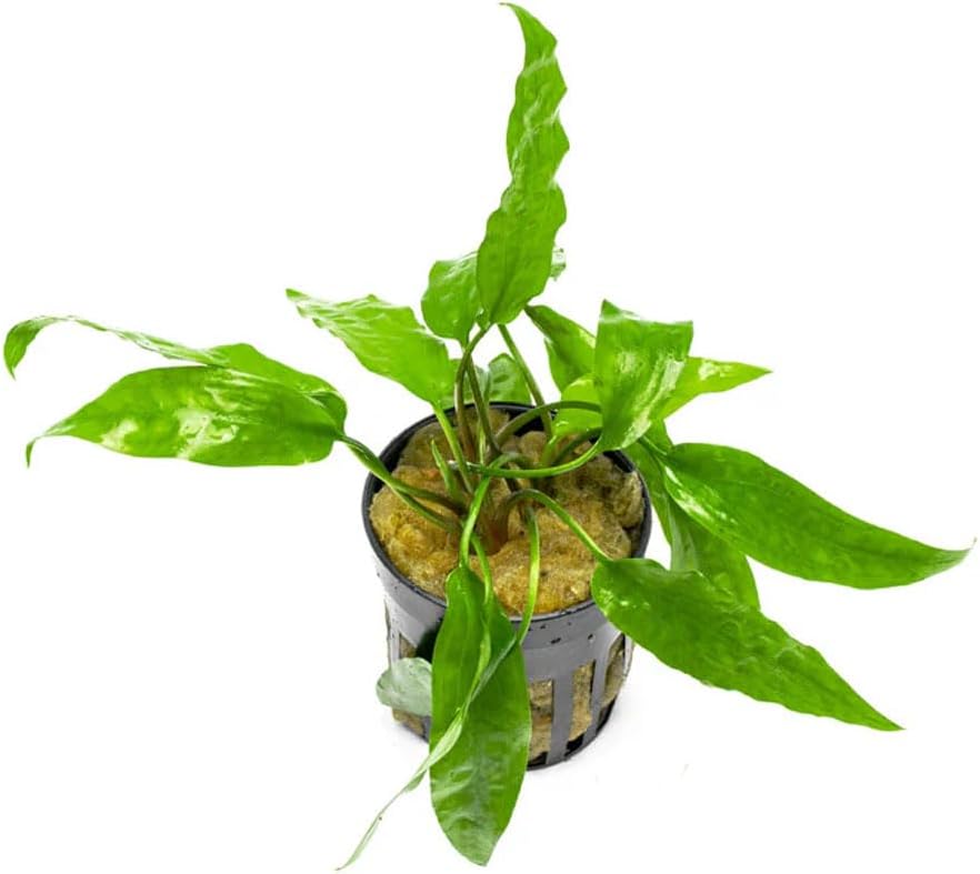 SubstrateSource Cryptocoryne Live Aquarium Plants - Freshwater Plant for Aquariums, Planted Fish Tanks - Beginner Friendly (Usteriana Green, 1 Pot (3-5 Plants))