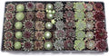 Mountain Crest Gardens Sempervivum Bulk Pack - 50 Live Cold Hardy Plants, 5 of Each Variety, Rooted in 2 Inch Pots - Real Succulents for Outdoor Projects, Landscaping & Resale