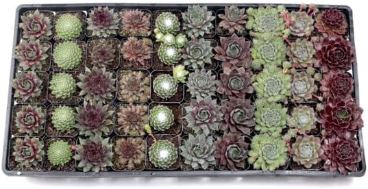 Mountain Crest Gardens Sempervivum Bulk Pack - 50 Live Cold Hardy Plants, 5 of Each Variety, Rooted in 2 Inch Pots - Real Succulents for Outdoor Projects, Landscaping & Resale