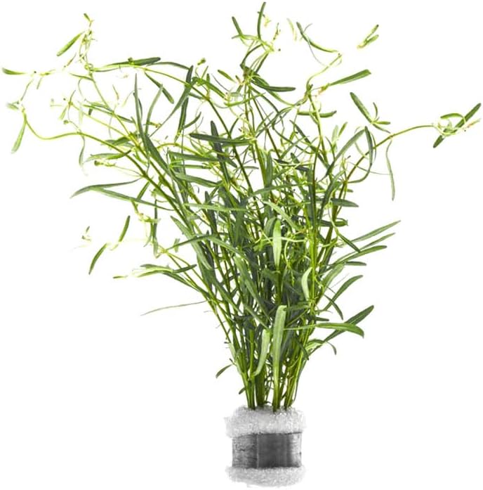 SubstrateSource Live Plant - Rotala Red Cross - Moderate Care, High Light, Red-Orange Accent, Freshwater Aquatic Plant for Aquascaping - Lead Bunch