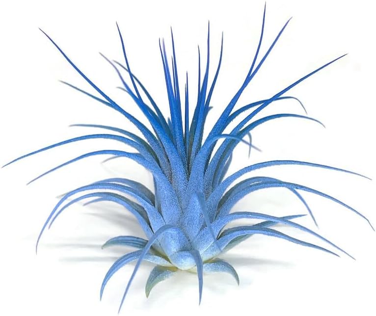 Rainbow Tillandsia Air Plant, Tillandsia Air Plant, Airplant, Air Purification, House Plant, Home Decor & Gift, Live Plant, Healthy Arrival Guarantee (Light Blue/Blue)
