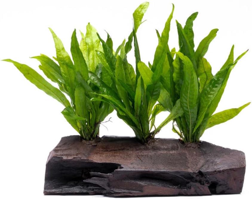 SubstrateSource Live Aquarium Plants on Driftwood, Lava Rock, Moss Mat - Freshwater Fish Tank Plants (Java Fern, Driftwood (Large))