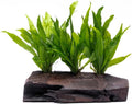 SubstrateSource Live Aquarium Plants on Driftwood, Lava Rock, Moss Mat - Freshwater Fish Tank Plants (Java Fern, Driftwood (Large))