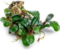 SubstrateSource Bucephalandra Purple Adonis Live Aquarium Plant - Natural Freshwater Fish Tank Decorations, Aquatic Décor - Plant (6-10 Leaves)