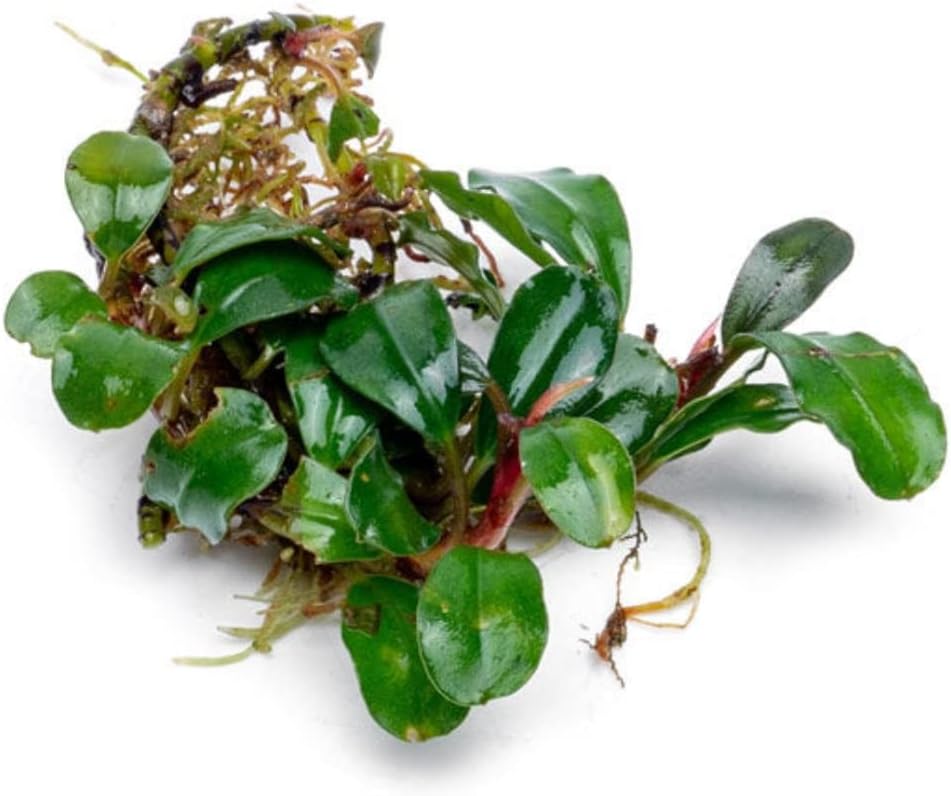 SubstrateSource Bucephalandra Purple Adonis Live Aquarium Plant - Natural Freshwater Fish Tank Decorations, Aquatic Décor - Plant (6-10 Leaves)