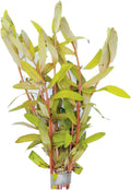 Nesaea Pedicellata (Golden) - Live Plants for Freshwater Aquarium - Freshwater Aquarium Stem Plant - Vibrant Golden Foliage - Ideal for Aquascaping & Fish Tanks - Bunch