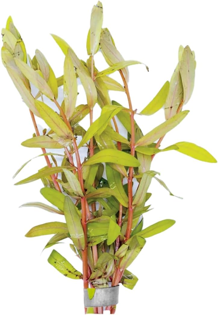 Nesaea Pedicellata (Golden) - Live Plants for Freshwater Aquarium - Freshwater Aquarium Stem Plant - Vibrant Golden Foliage - Ideal for Aquascaping & Fish Tanks - Bunch