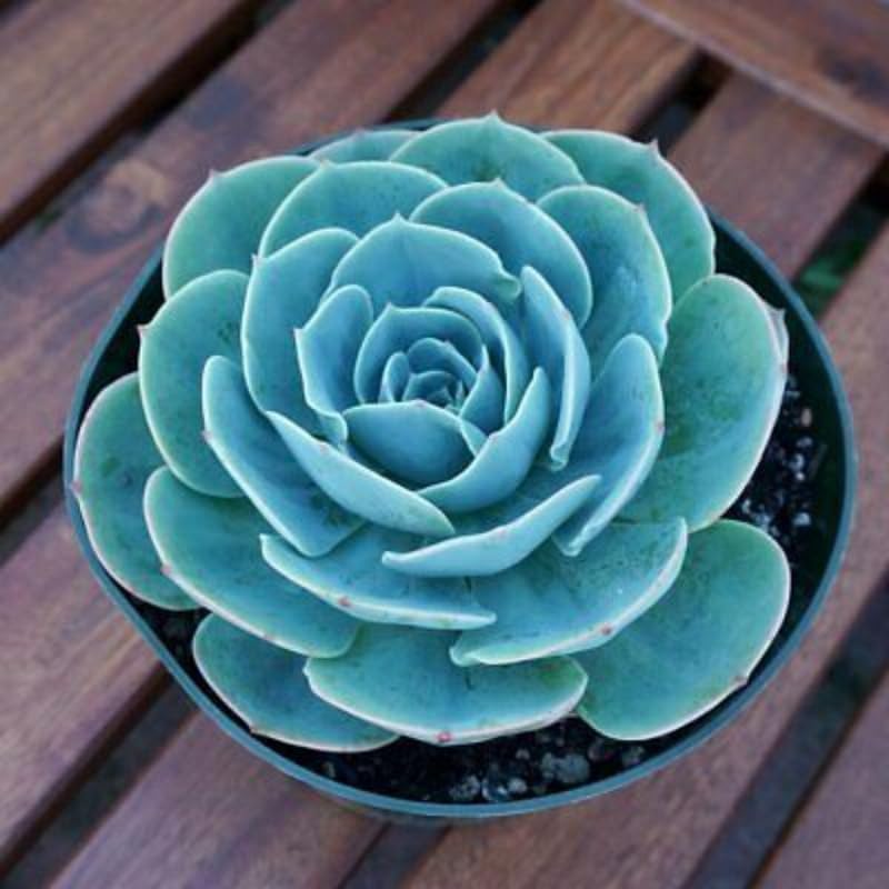 Echeveria Succulents Live Plants for Planting, Live Echeveria Succulents, Live Echeveria Plant, Live Echeveria Succulents, Blue Desert Rose Echeveria, 2.5 Inch Pot