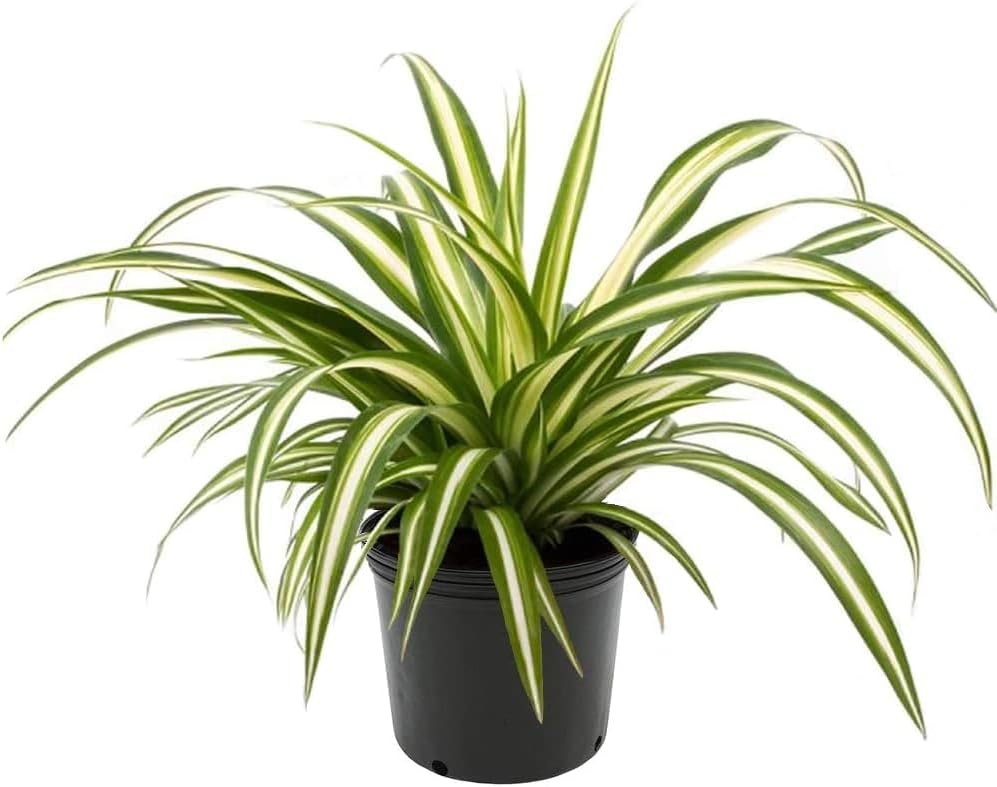 GARDENERA Premium Spider Plant Potting Soil Mix (4 Bags of 5 Quart)