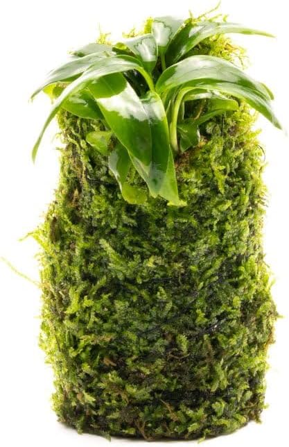 SubstrateSource Live Planted Decor - Anubias Minima on Christmas Moss Tower - Deep and Bright Green Freshwater Aquatic Plant, Low Light, Foreground to Midground Tank Placement for Aquascaping - 1 Pack