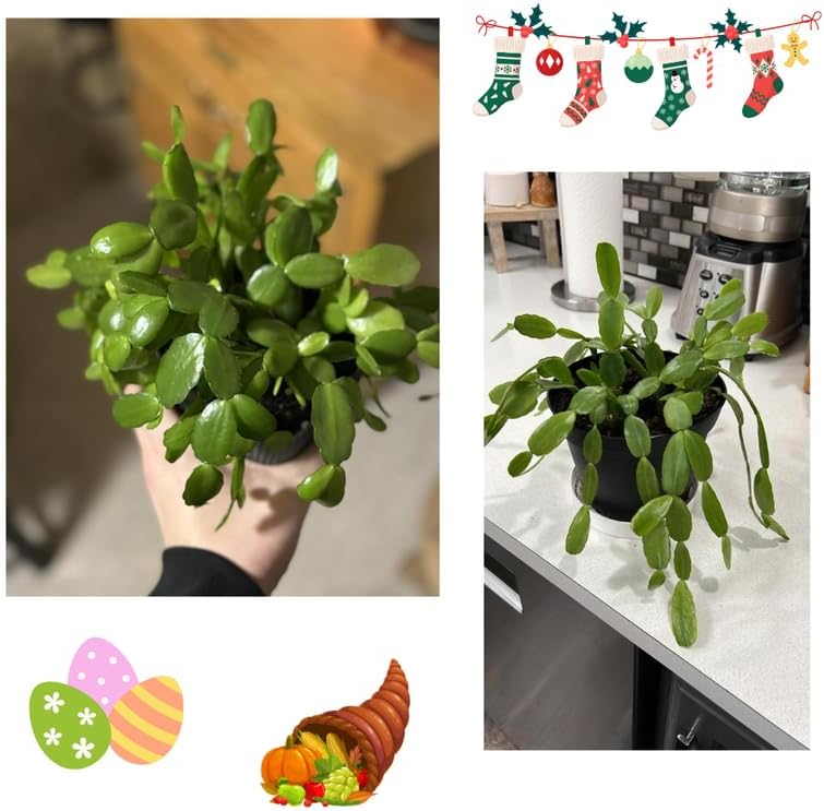 Christmas Cactus Plants Live, Thanksgiving Cactus Easter Cactus Like, 4-8 Inc Tall, Cold Hardy, Holiday Cactus for Indoor Outdoor Planting, Starter Size (Red)
